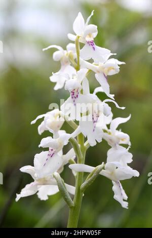 Early Purple Orchid, Orchis mascula, ermine variation, The Burren, Ireland Stock Photo