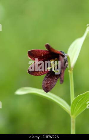 Chocolate Lily, Fritillaria camschatcensis, Alaska, USA Stock Photo