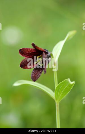 Chocolate Lily, Fritillaria camschatcensis, Alaska, USA Stock Photo