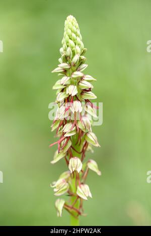 Man Orchid, Orchis anthropophora, (Fr: Orchis homme-pendu), Aude, France Stock Photo