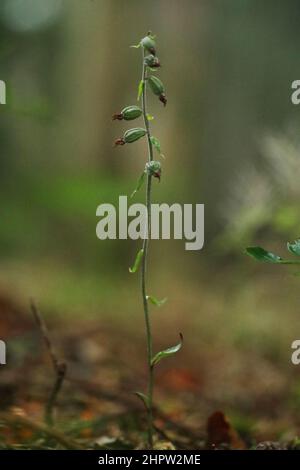 Small-leaved Helleborine, Epipactis microphylla, (Fr: Épipactis à petites feuilles), Aude, France Stock Photo