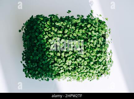 Micro green arugula leaves in a black pot, fresh harvest. Healthy food. Stock Photo