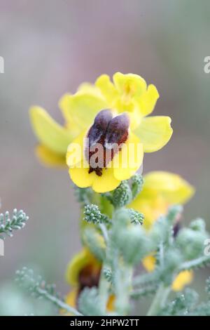 Yellow Bee Orchid, Ophrys lutea, (Fr: Ophrys jaune), Aude, France Stock Photo