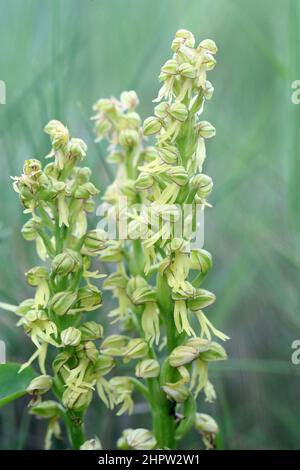 Man Orchids, Orchis anthropophora, (Fr: Orchis homme-pendu), Aude, France Stock Photo