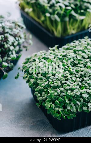 Different types of micro green , healthy food. Stock Photo
