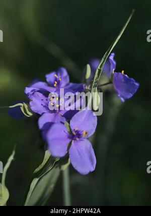 A macro image of ohio spiderwort (tradescantia ohiensis) with a greenery background. Stock Photo