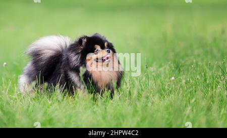 Happy pomeranian spitz dog of black and tan color on green grass at nature Stock Photo