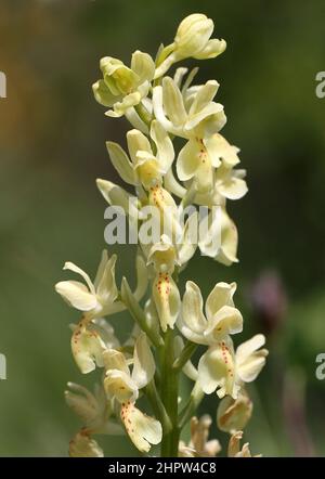Provence Orchid, Orchis provincialis, Aude, France Stock Photo