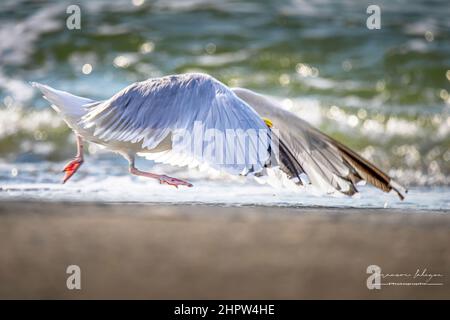 Borde de mer, goéland dans le chenal de la baie de Somme Stock Photo