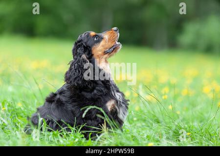 Young english cocker spaniel dog sitting in green grass  at summer nature Stock Photo