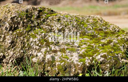 a large stone covered with moss with flowers growing on it Stock Photo