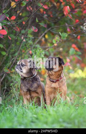 Two funny griffon or petit brabancon dogs sitting together at autumn nature in park Stock Photo