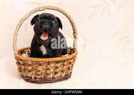 Cute little black puppy of french bulldog sitting in basket and yawning Stock Photo
