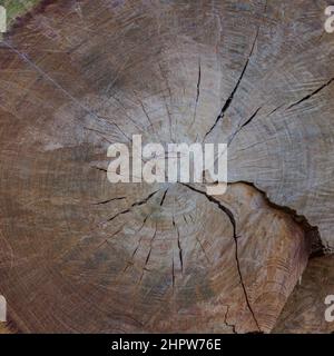 Cross section of the tree. Wood texture with the cross section. Tree rings old weathered wood texture of a cut log showing the concentric annual growt Stock Photo