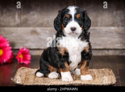 Mini Bernedoodle puppy looking at camera Stock Photo