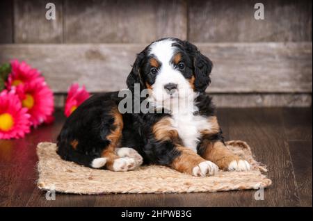 Mini Bernedoodle puppy looking at camera Stock Photo