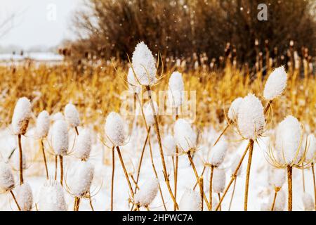 Cattails along the South Arkansas River in fresh winter snowstorm; Vandaveer Ranch; Salida; Colorado; USA Stock Photo