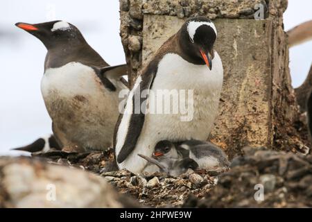 A Gentoo penguin has just finished feeding one of her two chicks at the González Videla Station (Chilean Base) in Antarctica. Stock Photo