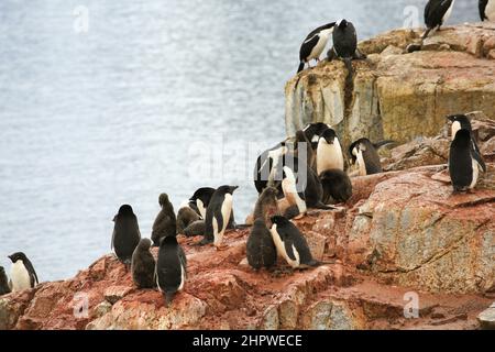 Adélie penguins and their chicks nesting on the rocky shoreline of  Petermann Island, Antarctica. Stock Photo