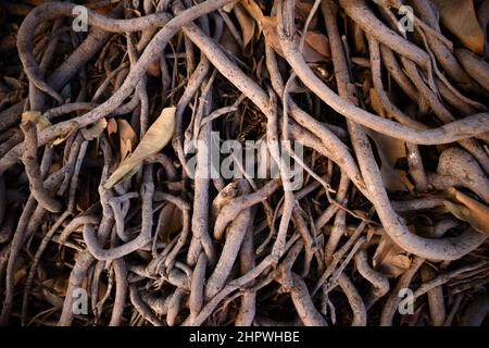 Lattice of roots of a ficus americana tree that are in the air above the ground. Background with copy space Stock Photo