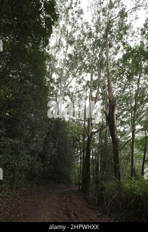 The muddy Kuilau-Moalepe Trail leading uphill through the rainforest  in the Lihue-Koloa Forest Reserve in Kapa'a, Kauai, Hawaii, USA Stock Photo