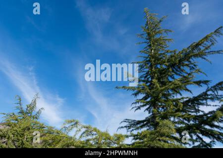Top of fir tree and interesting white clouds on the blue spring sky in nature. Natural background and wallpaper concept. Close up Stock Photo