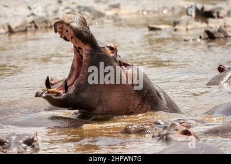 threatening hippopotamus with an open mouth Stock Photo