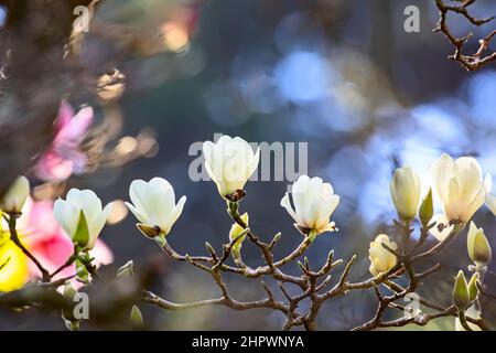 Magnolia Blossoming in Spring Stock Photo