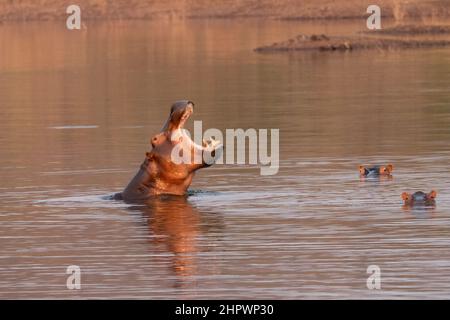 threatening hippopotamus with an open mouth Stock Photo