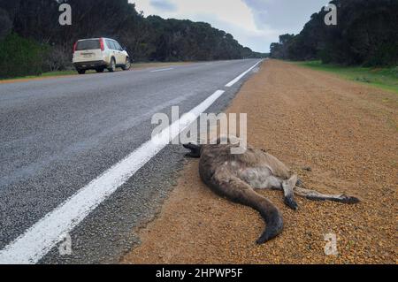 Roadkill, Western Grey Giant Kangaroo (Macropous fuliginosus fuliginosus), Kangaroo Island, Australia Stock Photo