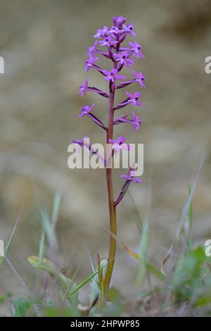 Long-spurred orchid (Anacamptis longicornu), Sicily, Italy Stock Photo