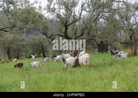 Herd of domestic goat (Capra aegagrus hircus) in olive grove, Sicily, Italy Stock Photo