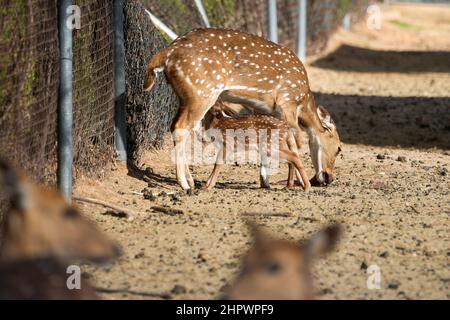 A Axis deer just two hours old nurses from its mother at a zoological park Stock Photo