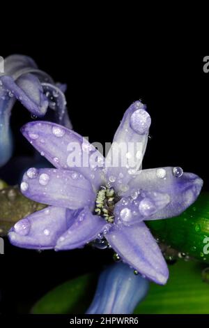 Close-up of the inflorescence with water drops of the blue hyacinth (Hyacinthus), studio photography against black background Stock Photo