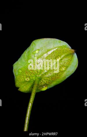 lotus leaf background with water drops Stock Photo - Alamy