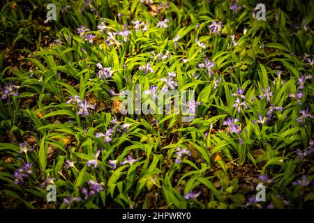 A Group of Crested Dwarf Iris Blooming Along Trail in Great Smoky Mountains National Park Stock Photo