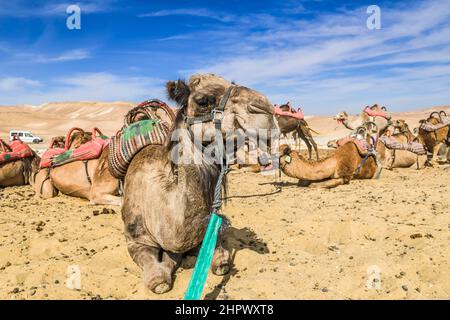 Camels as mounts resting in the Negev Desert, Israel Stock Photo