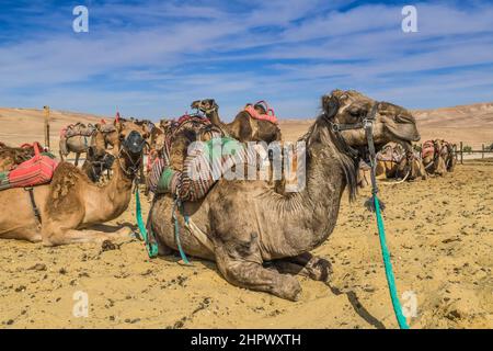 Camels as mounts resting in the Negev Desert, Israel Stock Photo