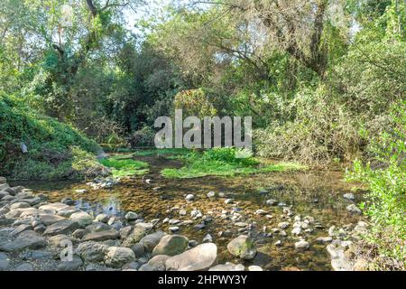 Brook Dan, headwaters of the Jordan River, Tel Dan National Park, Israel Stock Photo