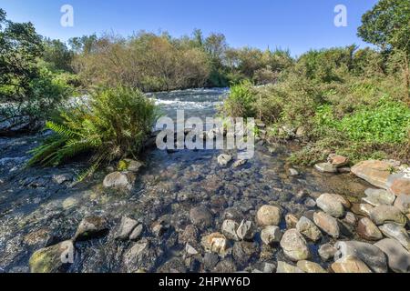 Brook Dan, headwaters of the Jordan River, Tel Dan National Park, Israel Stock Photo