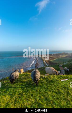 Heidschnucken grazing Oberland, Helgoland high sea island with dune on the horizon, Pinneberg district, Schleswig-Holstein, Germany Stock Photo