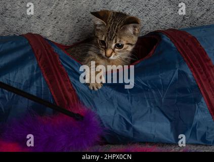 brown tabby kitten cat pet in blue tunnel playing with a toy looking down Stock Photo