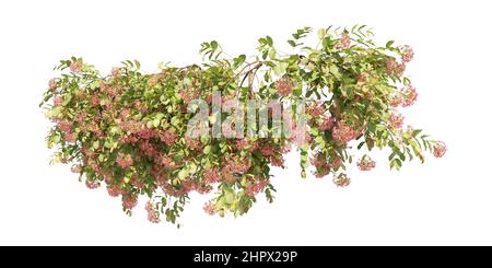 3D illustration climbing plants creepers isolated on white background Stock Photo