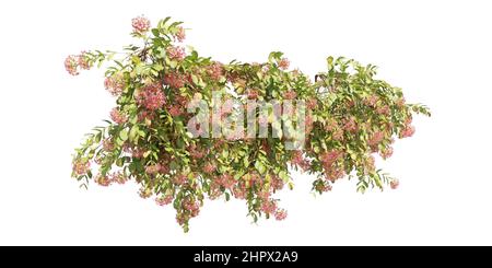 3D illustration climbing plants creepers isolated on white background Stock Photo