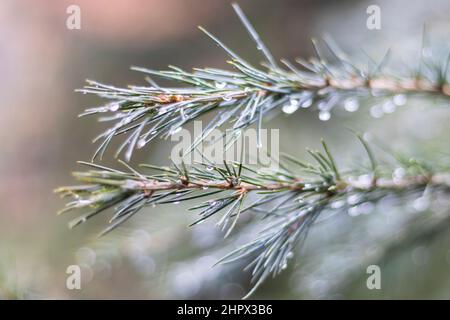 Himalayan tree in rain with selective focus on a tree branch Stock Photo