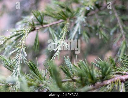 Cedar tree branches natural background Stock Photo