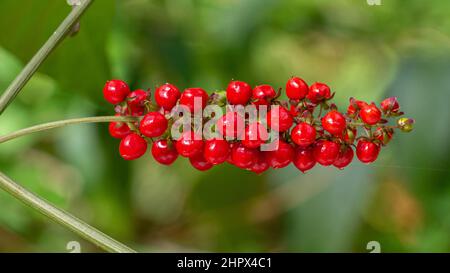 Pigeonberry a.k.a. bloodberry or rougeplant (Rivina humilis) - Davie, Florida, USA Stock Photo