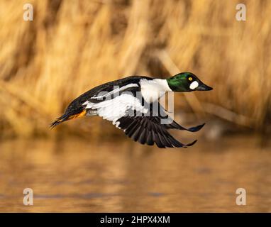 Common goldeneye(Bucephala clangula) in flight with full breeding plumage Adams County Colorado, USA Stock Photo