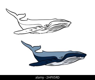 Illustration for a coloring book in color and black and white. Drawing of a whale on a white isolated background. High quality illustration Stock Photo