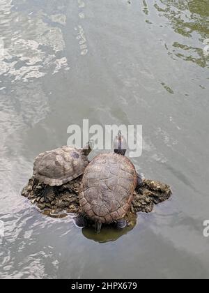 Two turtles relax on a rock surrounded with ripple water in a pond. Stock Photo